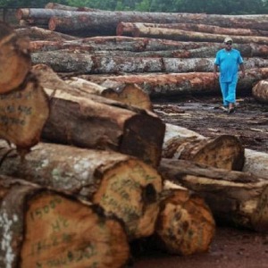 Enregistrement de la faune unique du Gabon