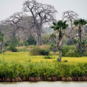 Soulager les impacts du changement climatique sur le Sénégal