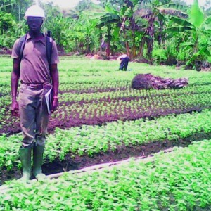 Cameroun : J’ai lancé ma plantation de condiments avec 4000 Fcfa