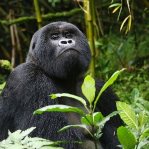 Ouganda : au moins quatre gorilles de montagne tués par la foudre