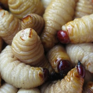 AFRIQUE : Gabon - les spécialités culinaires les plus insolites