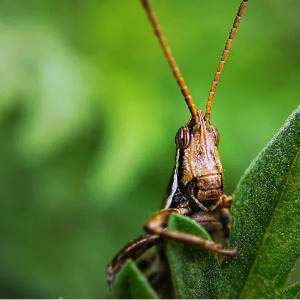 AFRIQUE : Un triple danger en Afrique de l’Est, avertit la Croix-Rouge