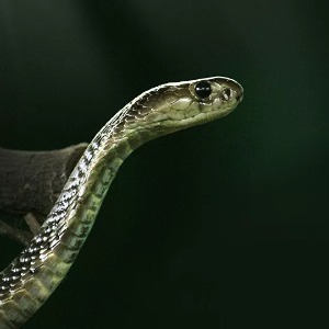 ASIE : Un cobra royal cannibale engloutit un congénère en Thaïlande - vidéo