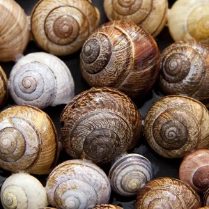 AFRIQUE 2050 :  Les escargots, des mollusques qui font craquer les Camerounais
