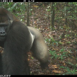 AFRIQUE 2050 :  La société secrète des gorilles repérée au Nigéria