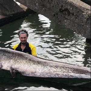 VAL DE MARNE : Il pêche un silure de… 2,40 mètres et 90 kg dans la Seine