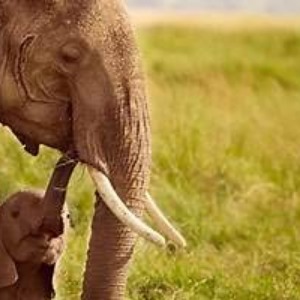 AFRIQUE 2050 : Éléphant de savane d'Afrique et éléphanteau dans la réserve de Maasai Mara, Kenya