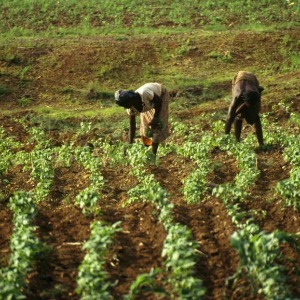 AFRIQUE2050 : NEOFARMING AFRICA