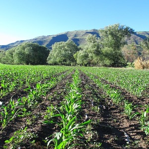 AFRIQUE2050 : Les gouvernements africains devraient avoir un regard neuf sur l'agriculture