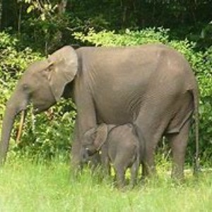 AFRIQUE2050 Gabon : Eléphant Assala et son petit