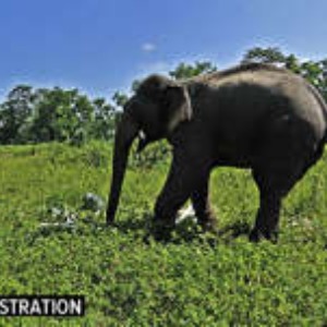 En Inde : un éléphant « hystérique comme au Gabon » a tué 16 personnes ces deux derniers mois !