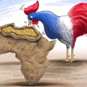 AFRIQUE2050 : GRENIER DU COCORICO AVEC LES NOUVEAUX POUSSINS DE LA BASSE-COUR QU'ON APPELLE NOUVELLE GENERATION