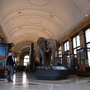 AFRIQUE2050 : La Belgique est prête à restituer les objets volés aux Congolais