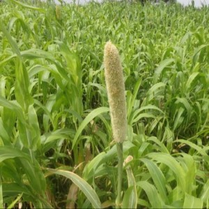 Exploiter le trésor de diversité végétale de l'Afrique