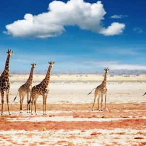 La Namibie, dominée par le désert, est un endroit assez aride à cette période de l'année