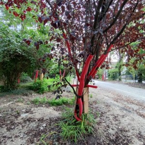 Sous le béton, la nature étouffe : Bezons tourne le dos à l’écologie