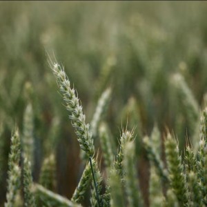 L'Algérie a écarté la France de son appel d'offres pour l'approvisionnement en blé.