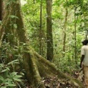 Gabon : Pourquoi l’État a repris le contrôle de la Société Nationale des Bois ?