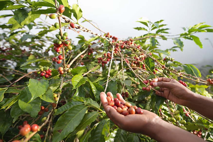 Stimuler la culture café au Cameroun