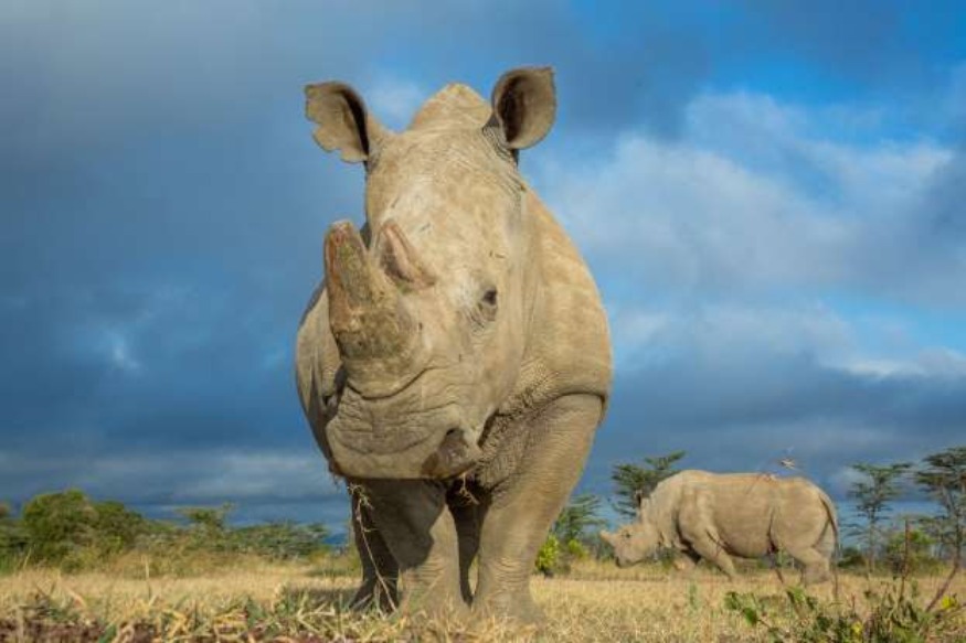 La population de rhinocéros du Rwanda augmente et les touristes devraient augmenter