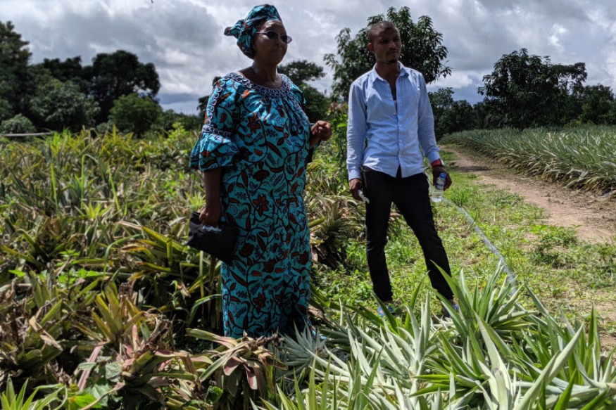 Guinée : COMMENT L'HUMBLE ANANAS FREINE L'IMMIGRATION GUINÉENNE EN EUROPE