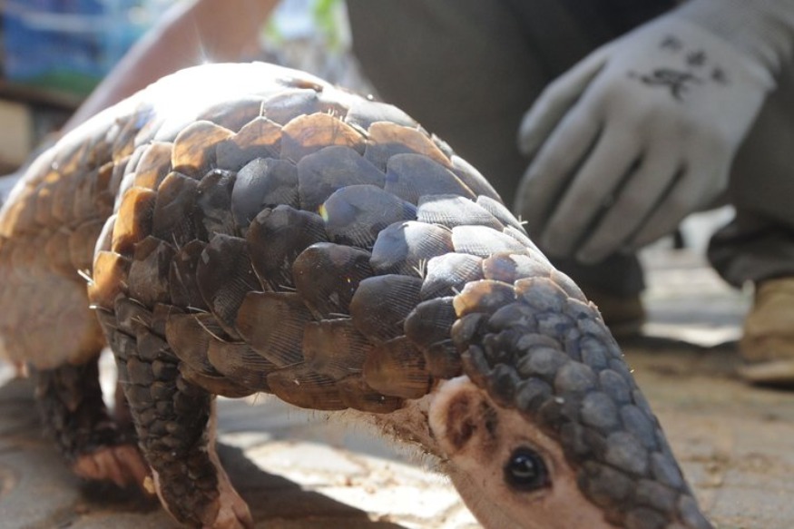 Santé Coronavirus : le pangolin ou l’animal qui aurait transmis le virus à l’homme