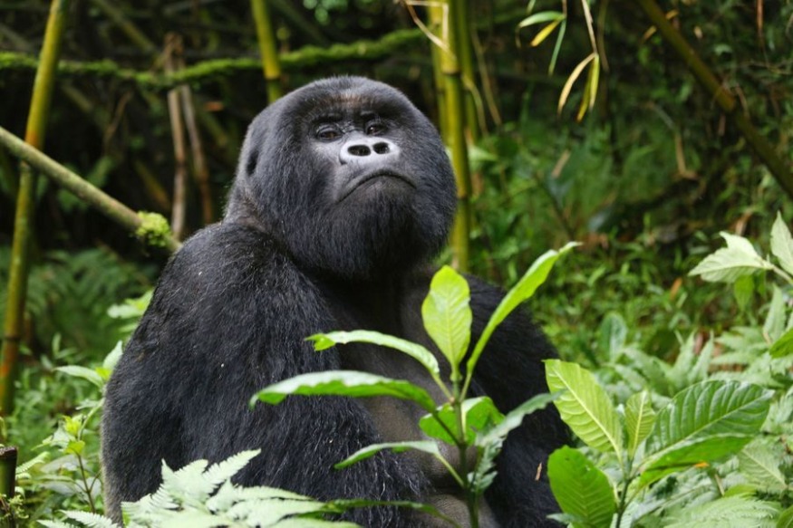 Ouganda : au moins quatre gorilles de montagne tués par la foudre