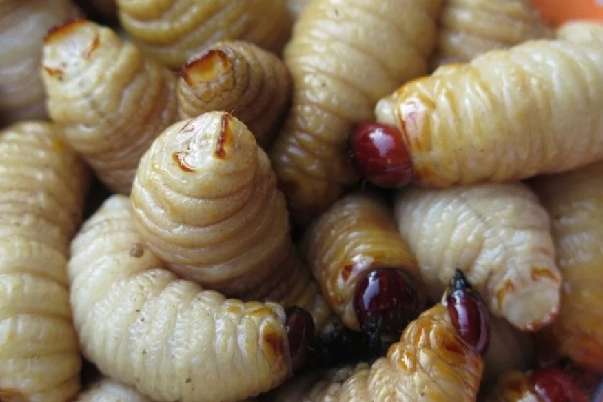 AFRIQUE : Gabon - les spécialités culinaires les plus insolites