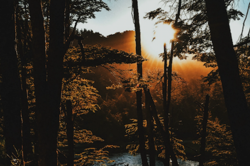 ECOLOGIE : Les campagnes de reforestation sont-elles un nouveau greenwashing ?