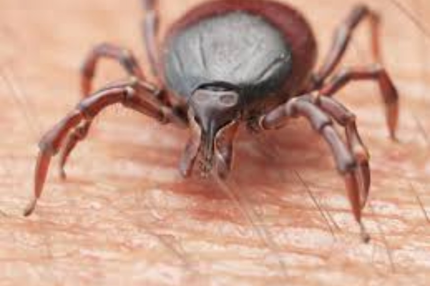 Danger : la France envahie par une tique mortelle