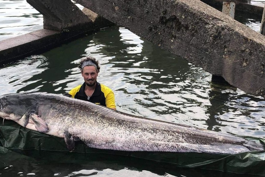 VAL DE MARNE : Il pêche un silure de… 2,40 mètres et 90 kg dans la Seine