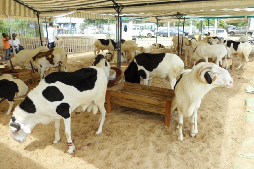 afrique2050 : ECONOMIE Le Mali suspend l’exportation du bétail vers les pays de la CEDEAO