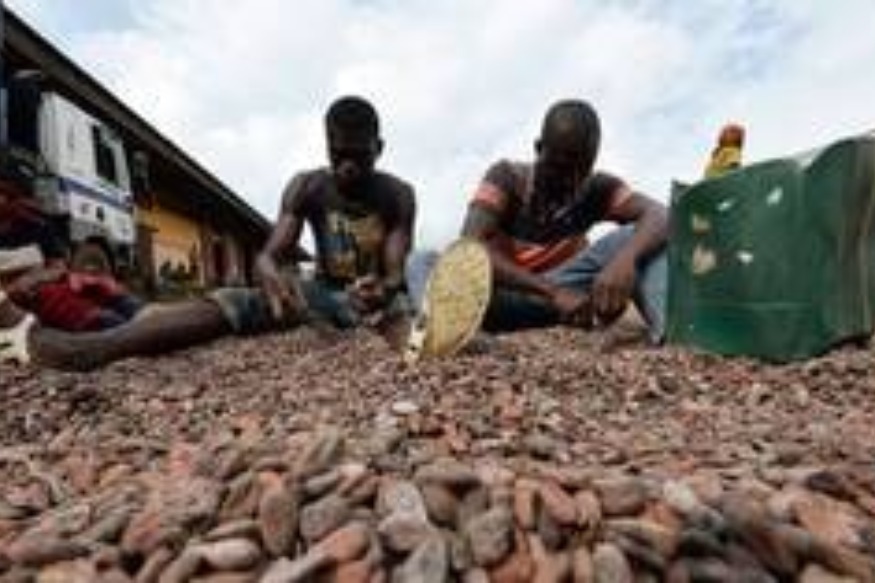 AFRIQUE2050 : Des ex-enfants esclaves en Côte d’Ivoire accusent les chocolatiers