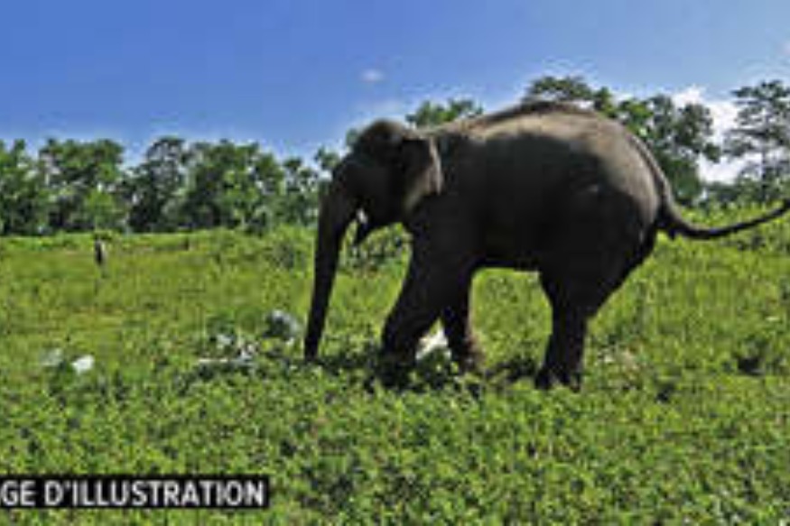 En Inde : un éléphant « hystérique comme au Gabon » a tué 16 personnes ces deux derniers mois !