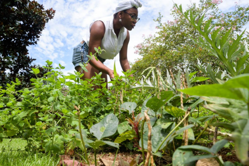 AFRIQUE2050 Les herbes et légumes de la diaspora africaine poussent à Longue Vue, avec des racines profondes dans le passé