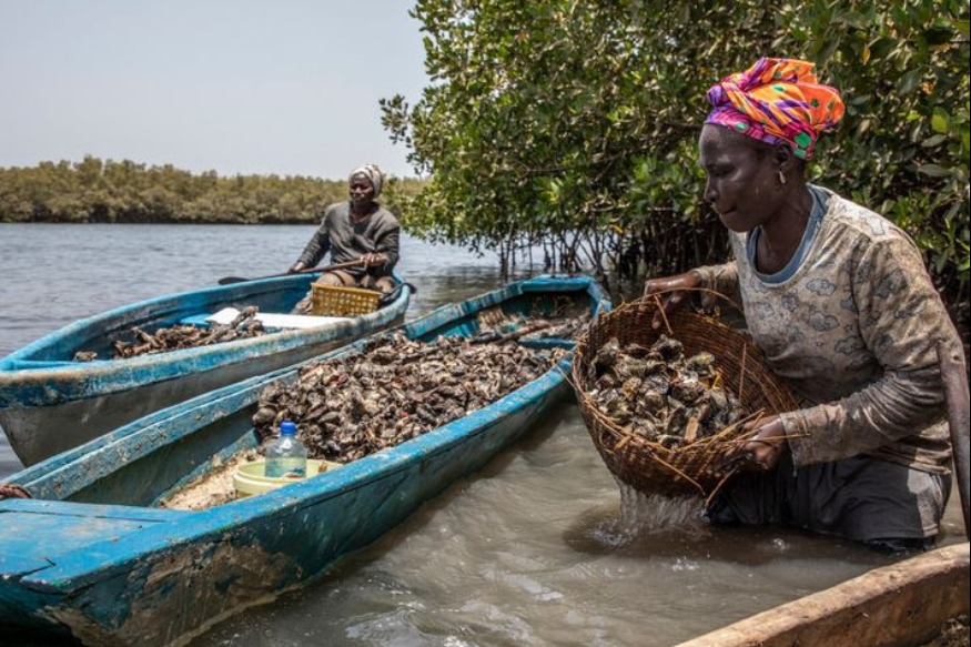 AFRIQUE2050 GAMBIE : Une communauté de pêcheurs dirigée par des femmes Gambienne
