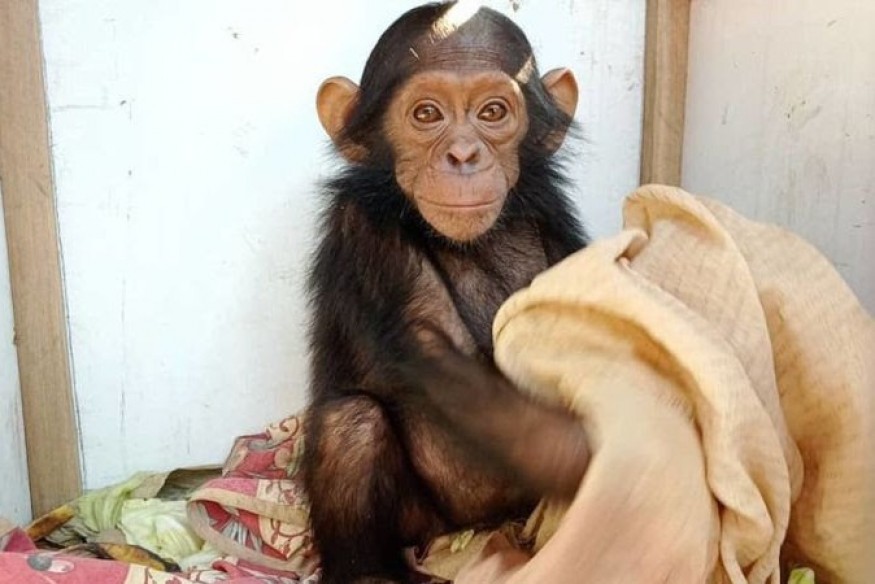 RDC : Des singes de la RDC kidnappés contre rançon