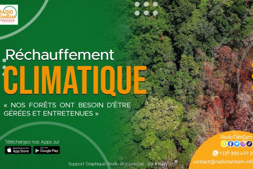 Réchauffement climatique : Nos forêts ont besoin d’être gérées et entretenues