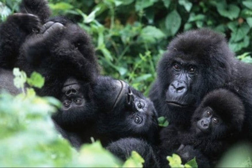 RWANDA : Les gorilles des montagnes du Rwanda se rétablissent remarquablement après avoir été menacés par l'homme