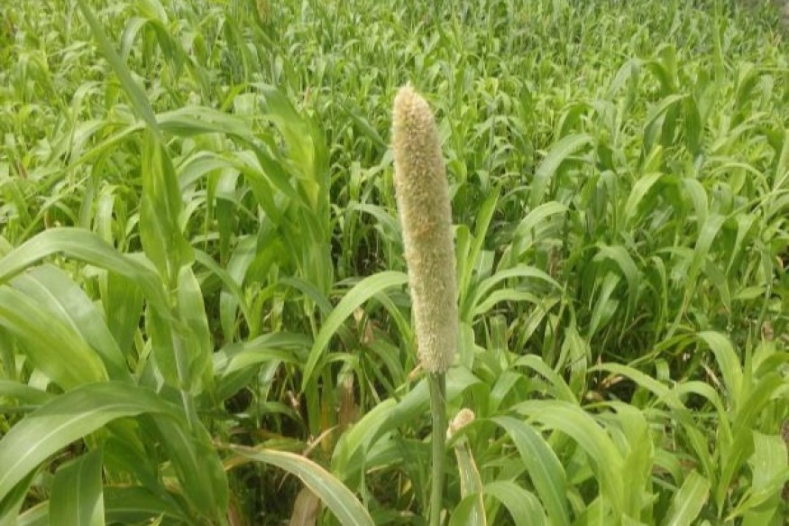 Exploiter le trésor de diversité végétale de l'Afrique