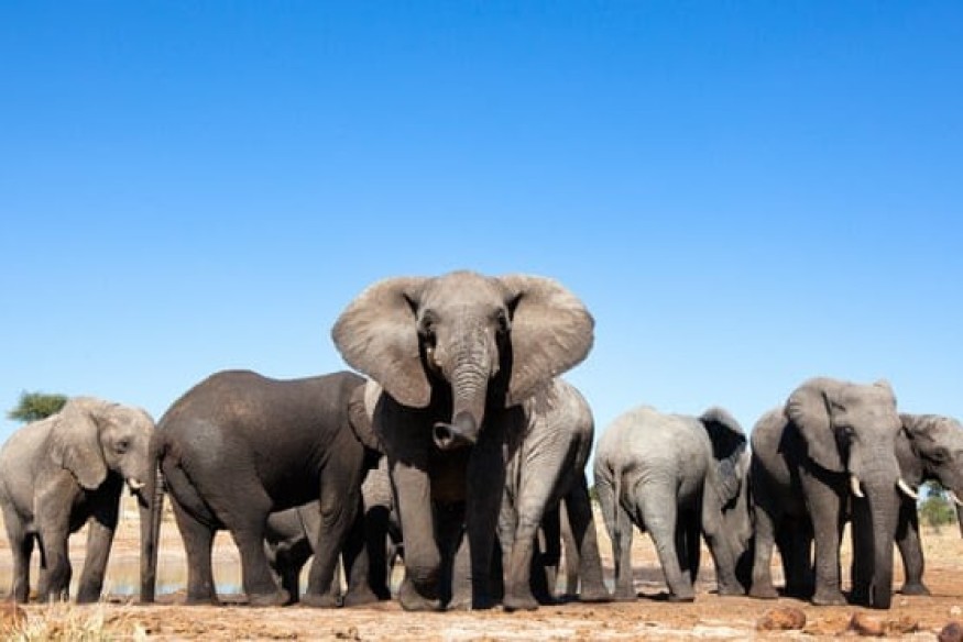 L’Afrique australe reste ferme sur l’interdiction de la chasse aux trophées