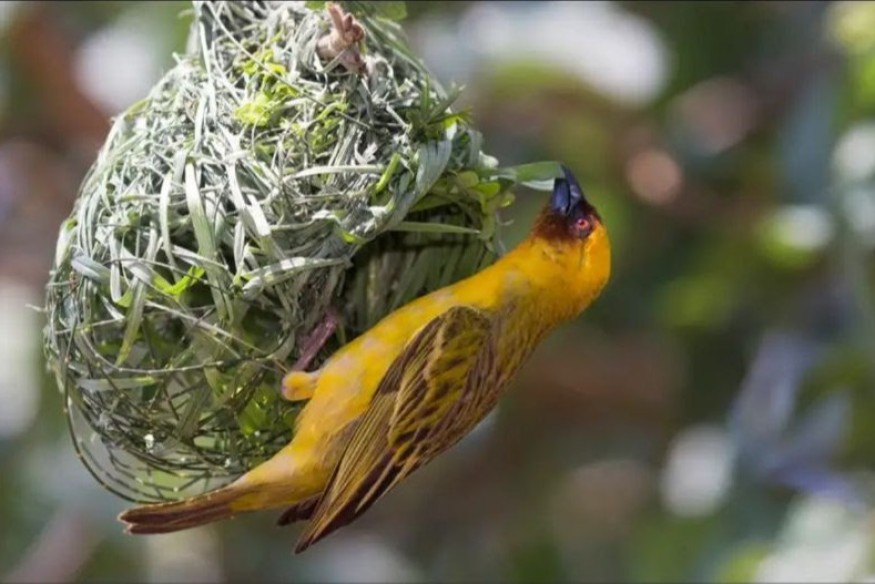 Les architectes de la nature : l'art de la construction chez les animaux