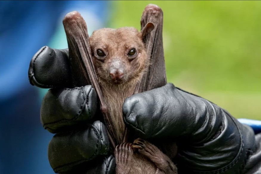 RWANDA : Des chauves-souris vivant au Rwanda sont liées à l'épidémie mortelle de Marburg